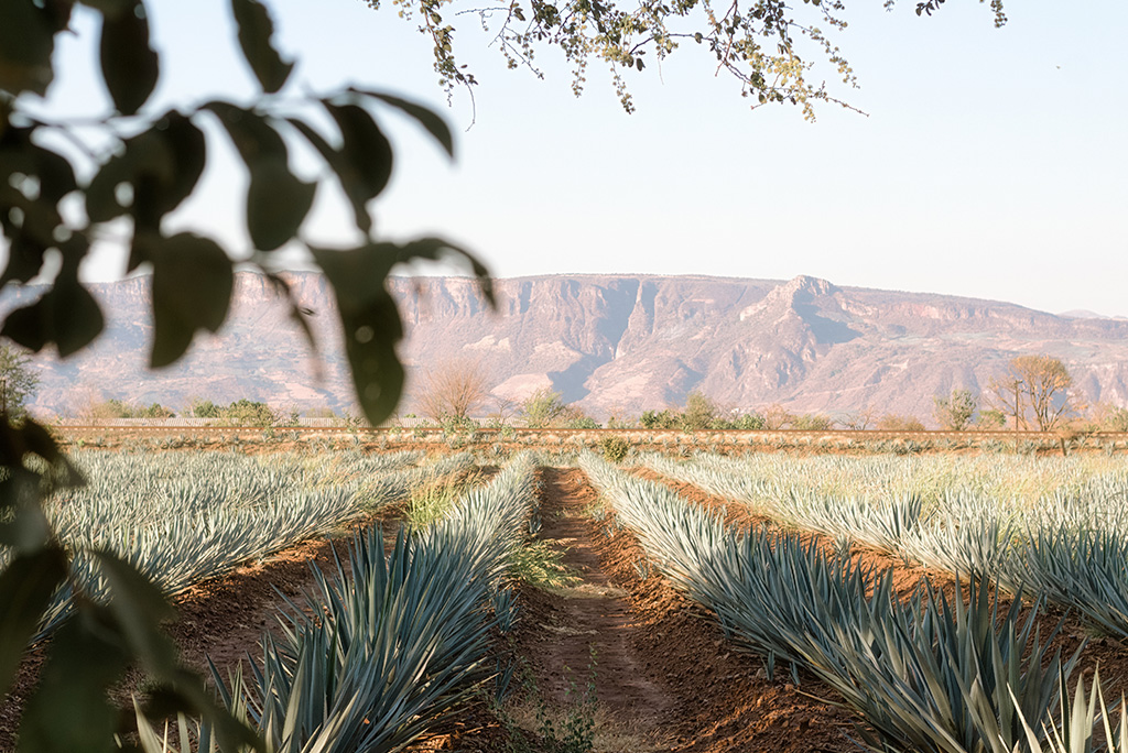 Tequila_Veinticinco-Tequila_Blanco-Tequila_-artisanal-Tequila_additive_free-banner-agave-color